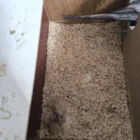 جفت عروس با جوجه