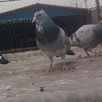 نر بدرنگ پلنگ گردن کلفت