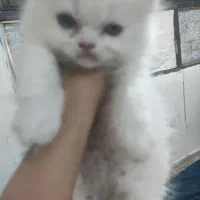 بچه گربه های پرشین 2ماهه
