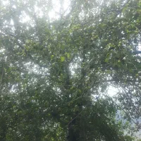 فروش-زمین-باغی