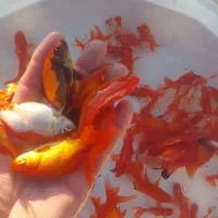 ماهی قرمز و گلدفیش