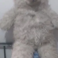 عروسک شاسخین بزرگ ۱۵۰