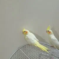 عروس هلندی لوتینو