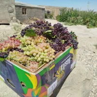 باغ انبار گلخانه بهترین جای بسطام با همه انشعابات|فروش خانه و ویلا|شاهرود, |دیوار