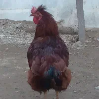 خروس|حیوانات مزرعه|انزل, |دیوار