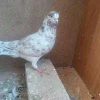 پرشی و دوکت و کله ای و سرور و طوقی و قاره سینماش|پرنده|قم, آذر (نکویی)|دیوار