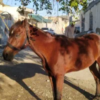 نریان|اسب و تجهیزات اسب‌سواری|بندرعباس, |دیوار