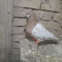 دوتا ماده الباقی نر پسند هرعزیزی شد درخدمتم