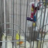 عروس هلندی دستی و رام