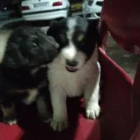 سگ توله|سگ|گلستان (تهران), |دیوار