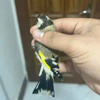 *فروش دو عدد سهره *|پرنده|دوگنبدان, |دیوار