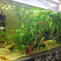 اکواریوم پلنت