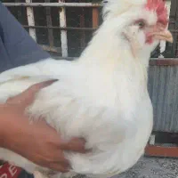خروس