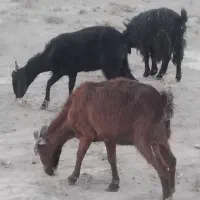 ۳بزجوان دانه شش پانصد