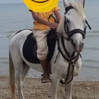 اسب نریان دره شور