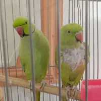 قیمت مناسب
