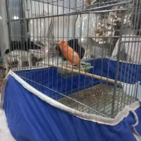 قناری ردفاکتور برفی اصل|پرنده|اردبیل, |دیوار