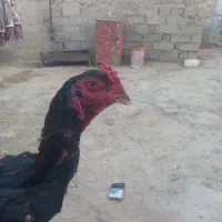 خروس و مرغ
