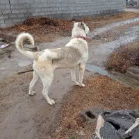 سگ سرابی اصیل نژاد دار