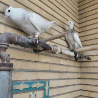 پرنده کفتر|پرنده|شیراز, زرهی|دیوار