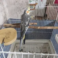 عروس هلندی نر 4ماهه سالم وسرحال