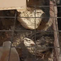 بلدرچین تخم گذار