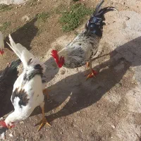 خروس|حیوانات مزرعه|سرپل ذهاب, |دیوار