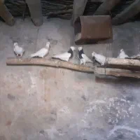 کفتر طوق ،کرمانی