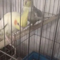 عروس هلندی جفت شده|پرنده|بروجرد, |دیوار