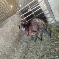 بره نر چاق
