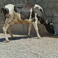گاو جوان شیری