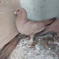 کبوتر|پرنده|کرمان, |دیوار