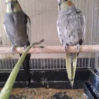 عروس هلندی