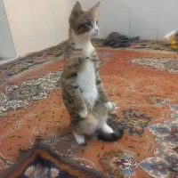 واگذارری رایگان|گربه|اسفراین, |دیوار