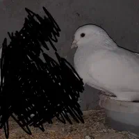 کفتر ماهی نر