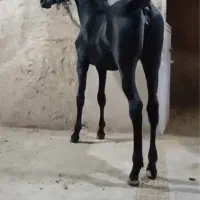 مادیون مشکی