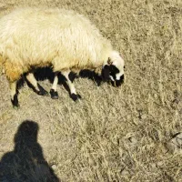 توغلی دامازدیغ|حیوانات مزرعه|ارشق, |دیوار