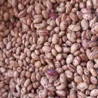 لوبیا تلاش