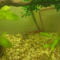 فروش آکواریوم شیشه خم|ماهی|اشنویه, |دیوار