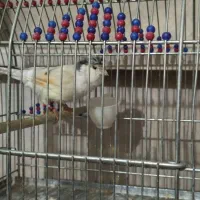 قناری نر بخون|پرنده|ساوه, |دیوار