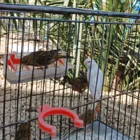 قناری نر ماده|پرنده|آبپخش, |دیوار