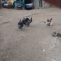 بوقلمون دو عدد چاقو وچله|حیوانات مزرعه|کوهسار (آذربایجان), |دیوار