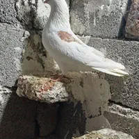 کبوتر نر ی کت