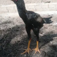 مرغ و خروس لاری