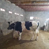 ۱راس گوساله نر دورگ ‌اصل چاق