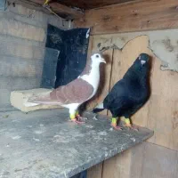 کفتر ساده سرخ و قره سینه صید