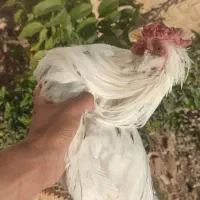 خروس گلین|حیوانات مزرعه|شیراز, زرهی|دیوار