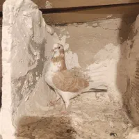 کفتر ماده گرگی زرد