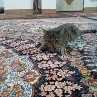 گربه خانگی ماده|گربه|اردبیل, |دیوار