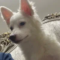 اشپیتز فوری|سگ|بهارستان, |دیوار